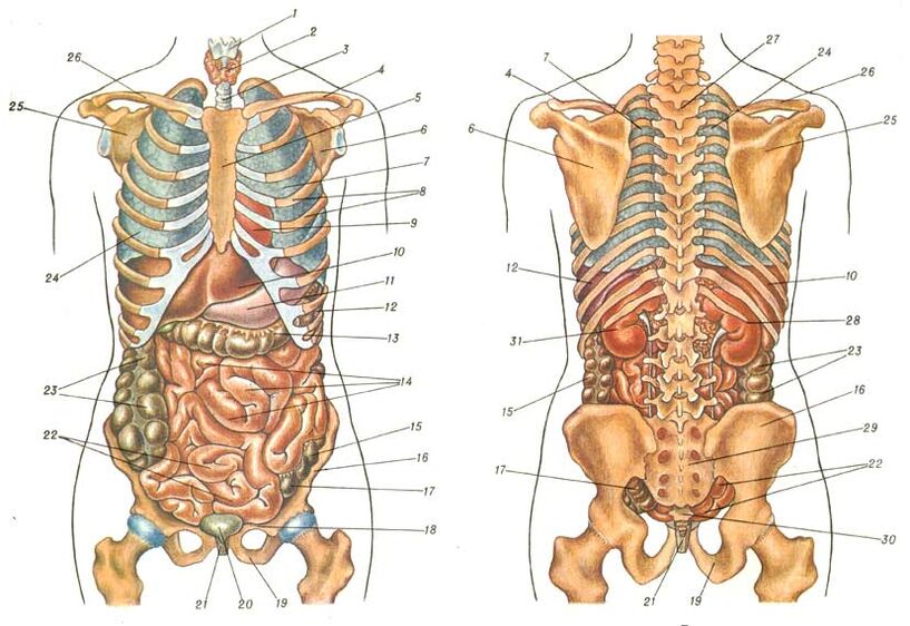 Structura corpului și durere sub omoplatul stâng