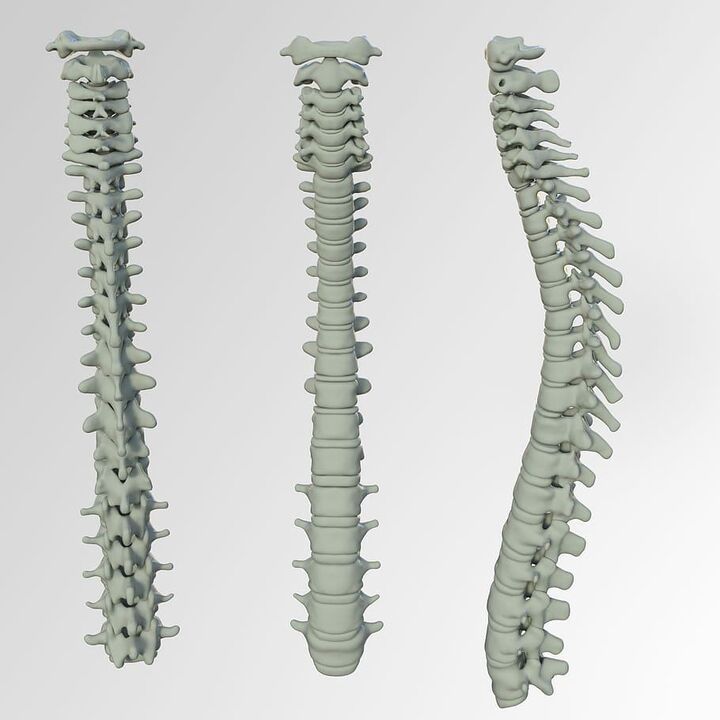 Coloana vertebrală